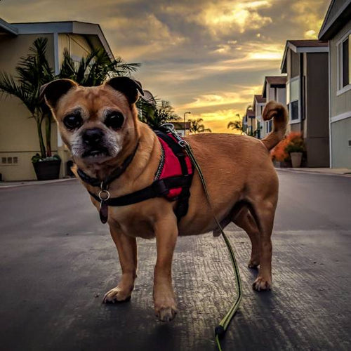 A tan and black Puggle dog with a red harness stands on a paved road at sunset. Shop dog food, treats, and toppers for healthy weight from The Honest Kitchen.